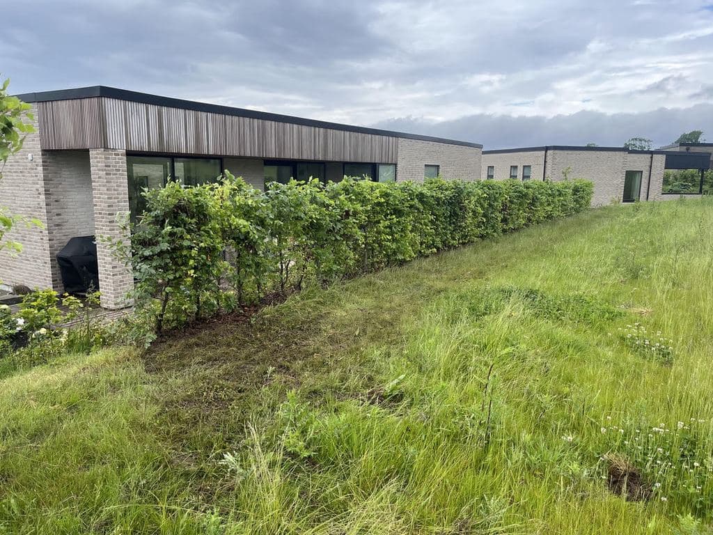 Færdighæk plantet langs en terrasse