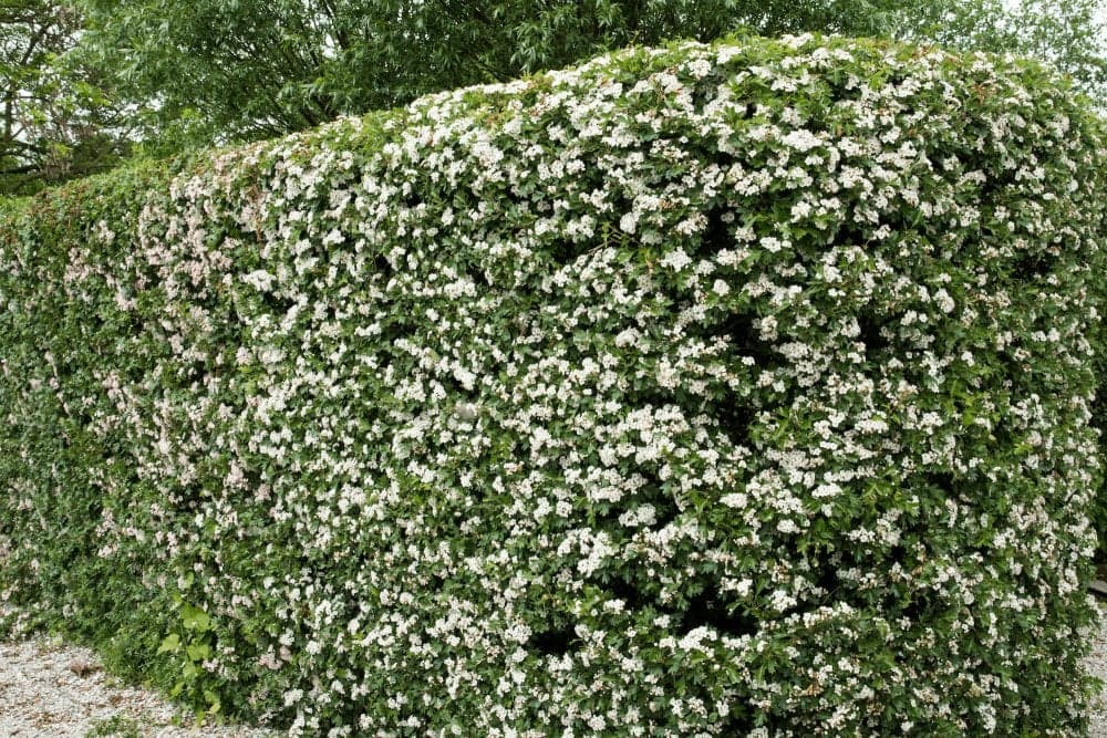 Hvidtjørn – Crataegus monogyna