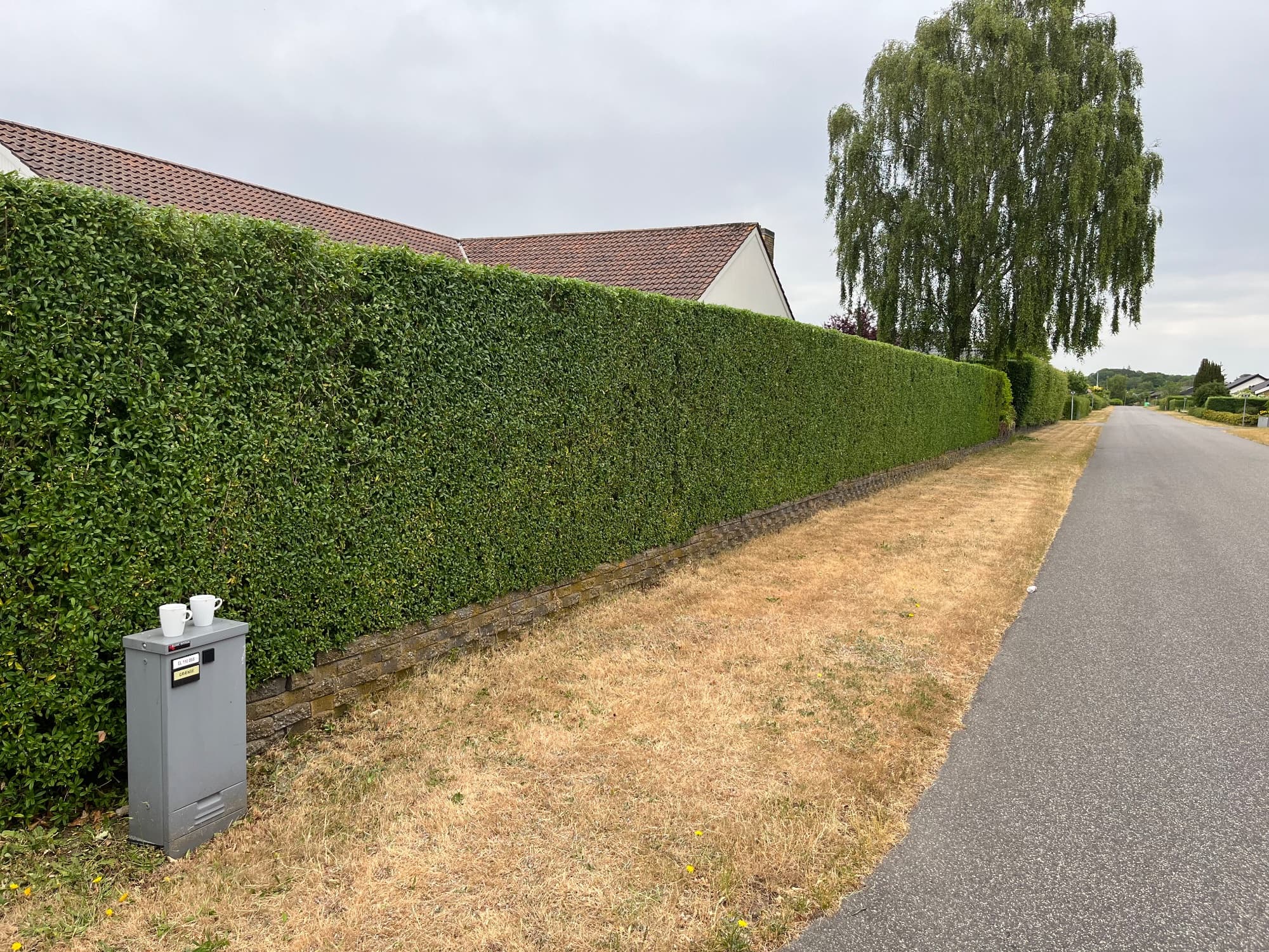 Liguster (Ligustrum)