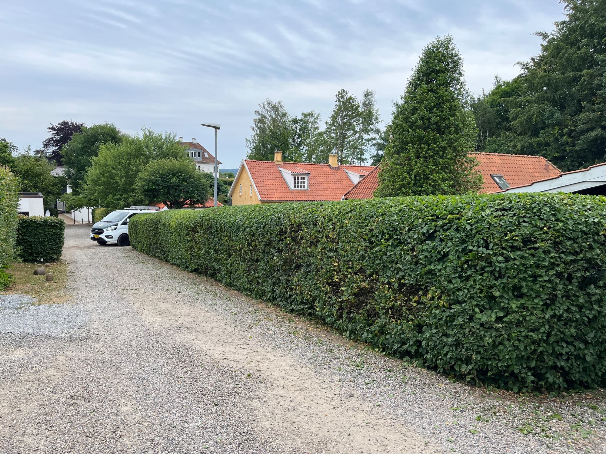 Avnbøg – Carpinus betulus