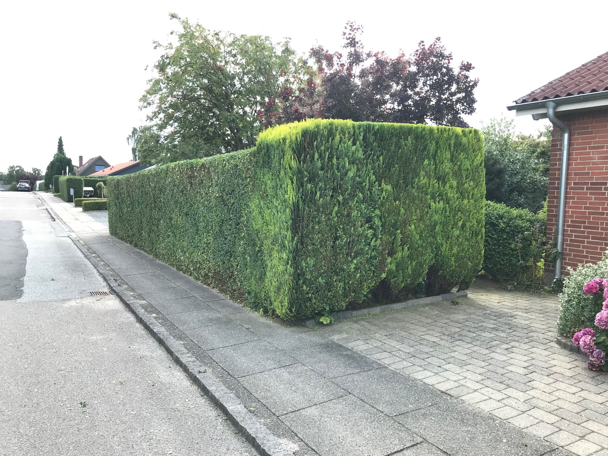 Thuja (Thuja occidentalis)