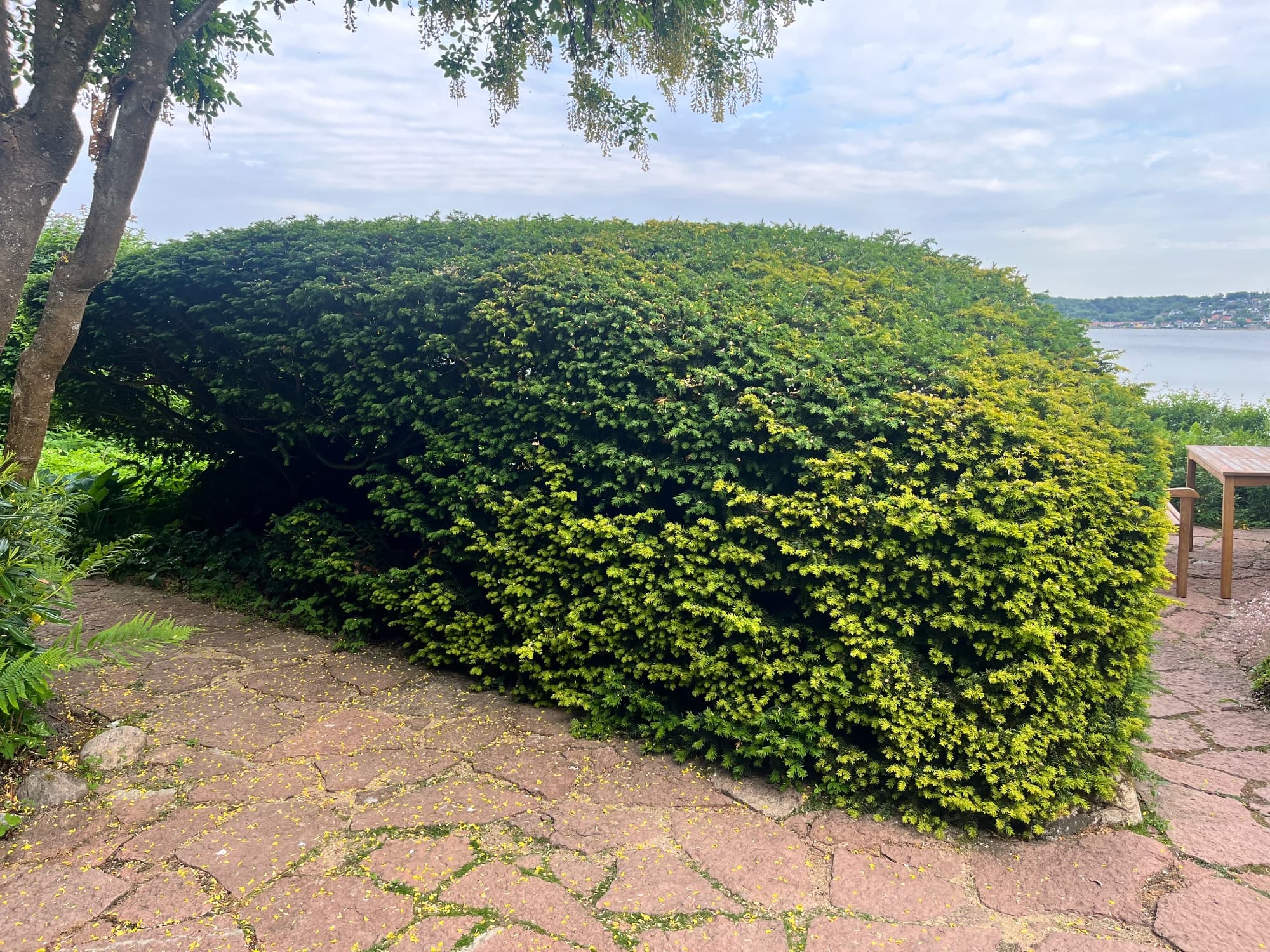 Taks – Taxus baccata